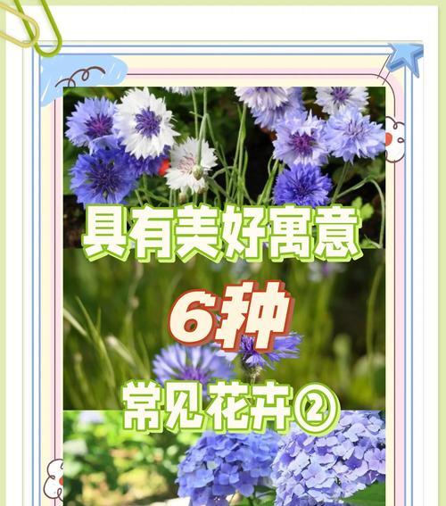 虎皮兰的施肥与浇水方法（能否使用硫酸亚铁浇水？虎皮兰施肥技巧大揭秘！）