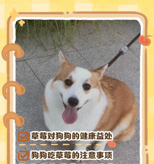 宠物狗狗可以吃土桃子吗？（了解土桃子的营养价值和毒性、如何给狗狗适量喂食。）
