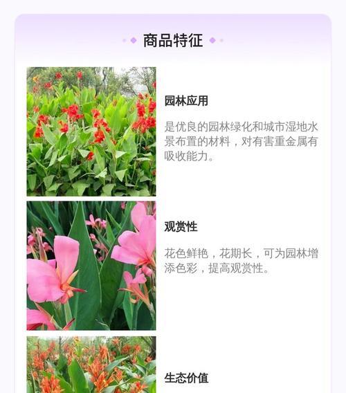 美人蕉叶子卷曲原因与处理方法（寻找根源疏通堵塞美丽回归）