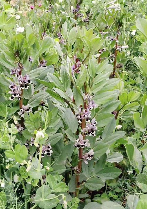 胡豆的开花时间（了解胡豆的开花月份与季节，掌握种植技巧）