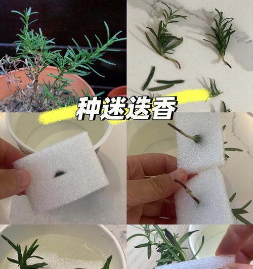 探讨丽格海棠的水培扦插方法（丽格海棠的水培繁殖之路）
