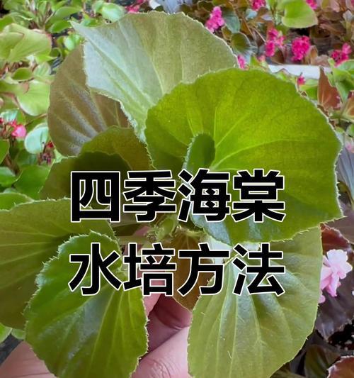 探讨丽格海棠的水培扦插方法（丽格海棠的水培繁殖之路）