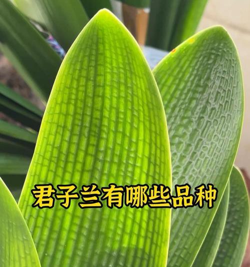 揭秘君子兰，了解它的种子植物身份（探究君子兰的分类、繁殖和栽培，种子植物的身份是真实的吗？）