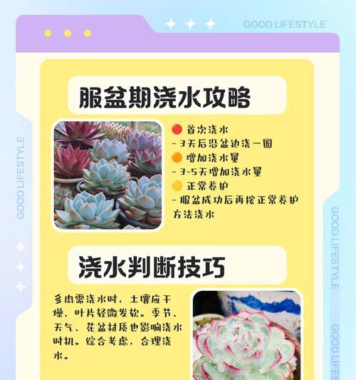 如何浇水多肉玉坠？（多肉玉坠浇水方法全解析）