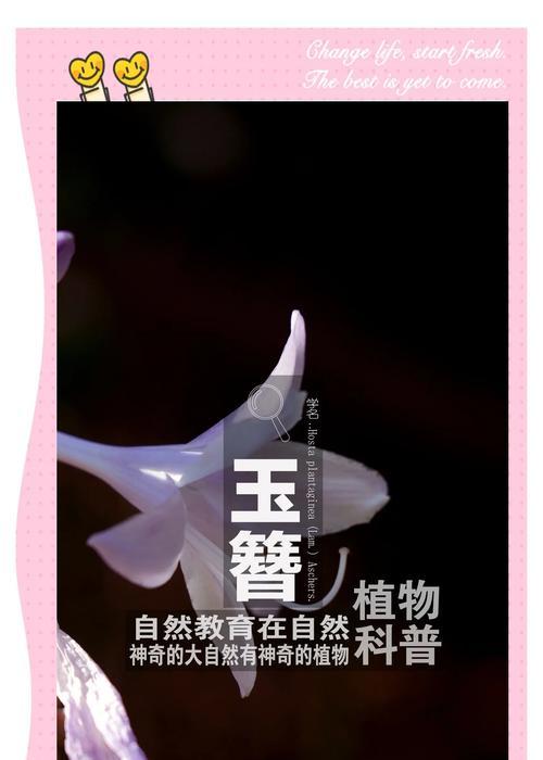 探秘玉簪花的神奇功效（草本植物玉簪花的作用、用途和美容妙方）