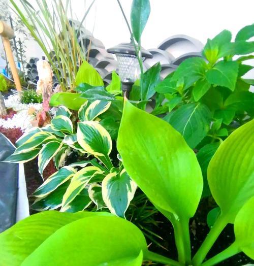 探秘玉簪花的神奇功效（草本植物玉簪花的作用、用途和美容妙方）