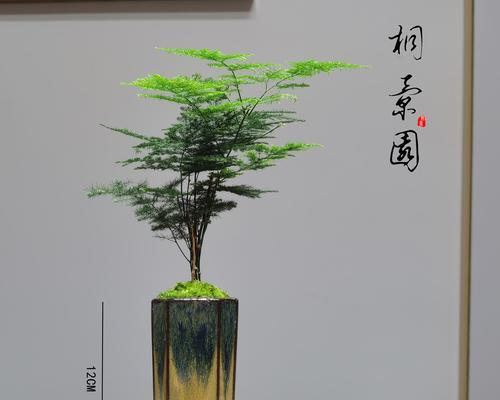 如何正确换盆文竹？（换盆时间、步骤及注意事项）