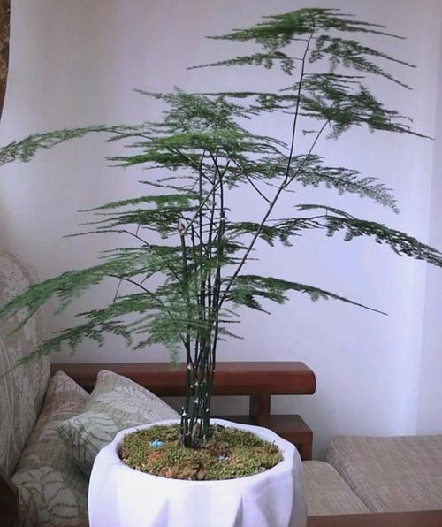 如何正确换盆文竹？（换盆时间、步骤及注意事项）
