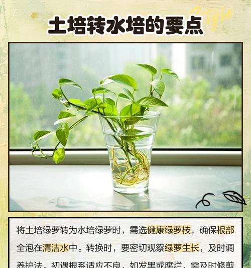 大绿萝水培技巧：简单易行的水培方法