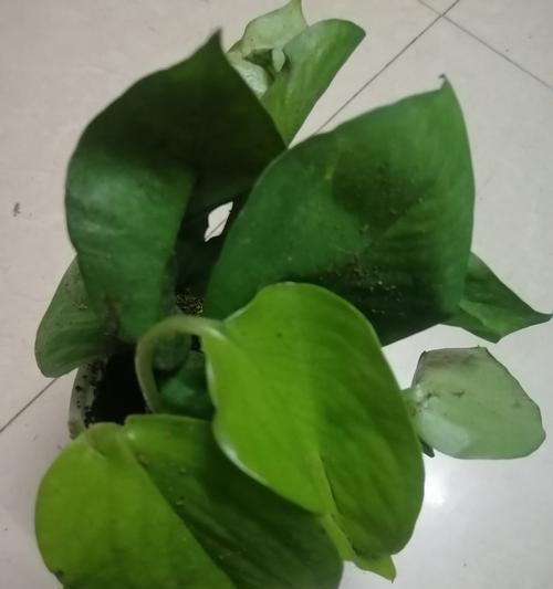 大绿萝水培技巧：简单易行的水培方法