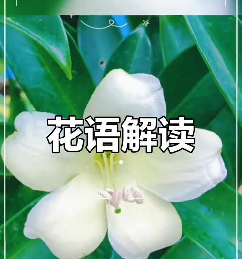 灰莉的花期是什么时候？——探究灰莉的开花时间（从树木特征到生长环境，揭开灰莉的开花秘密）