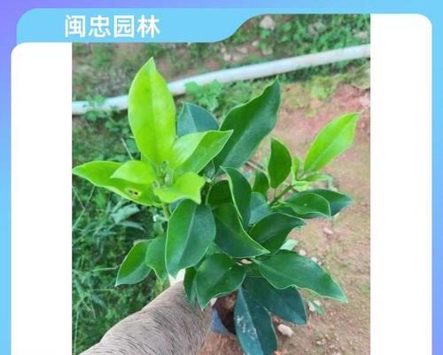 灰莉的花期是什么时候？——探究灰莉的开花时间（从树木特征到生长环境，揭开灰莉的开花秘密）
