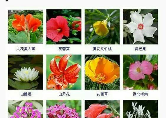 荷花的种植及护理技巧（让您的家园更美丽）