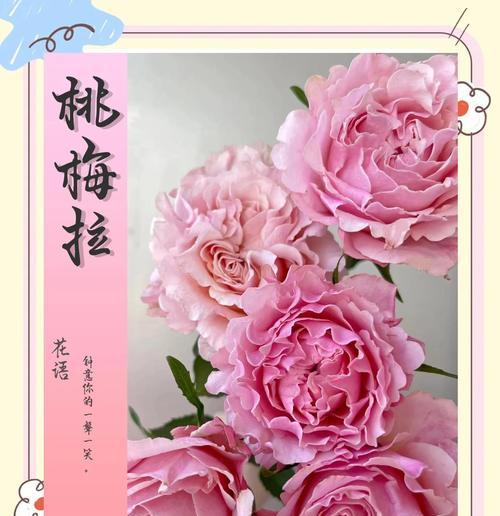 菊花的花骨朵是什么样子？（揭秘菊花生长过程，让你看到不一样的花骨朵）