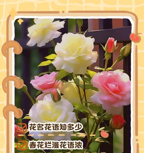 菊花的花骨朵是什么样子？（揭秘菊花生长过程，让你看到不一样的花骨朵）