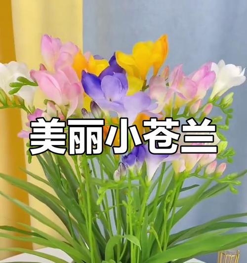 小苍兰开花后的护理技巧（让你的小苍兰开花更美丽）