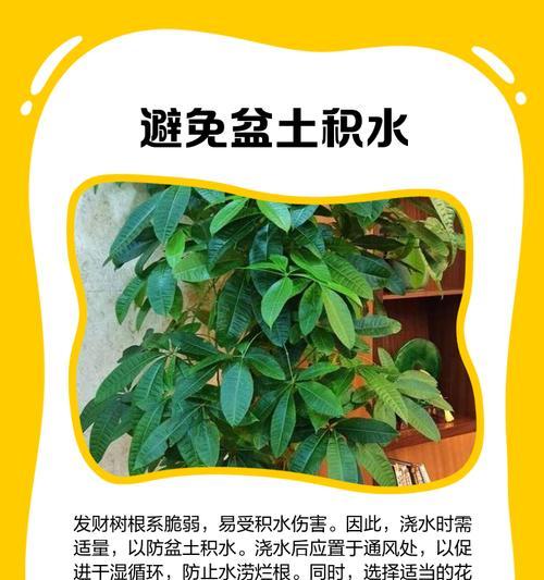 如何正确给发财树浇水（夏季发财树浇水频率及注意事项）
