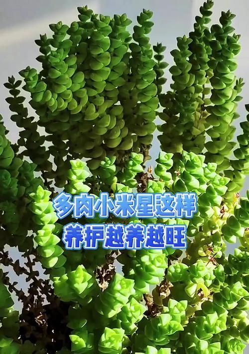 幸运星多肉的养殖与养护（打造富有生命力的多肉植物）
