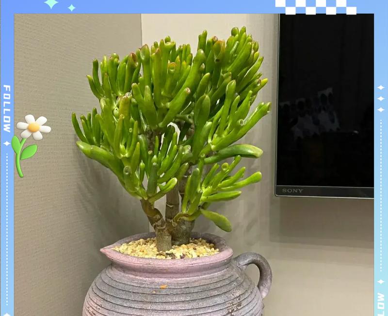 幸运星多肉的养殖与养护（打造富有生命力的多肉植物）