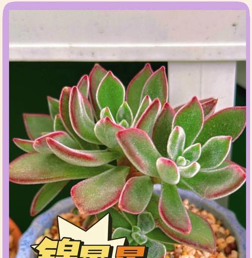 幸运星多肉的养殖与养护（打造富有生命力的多肉植物）