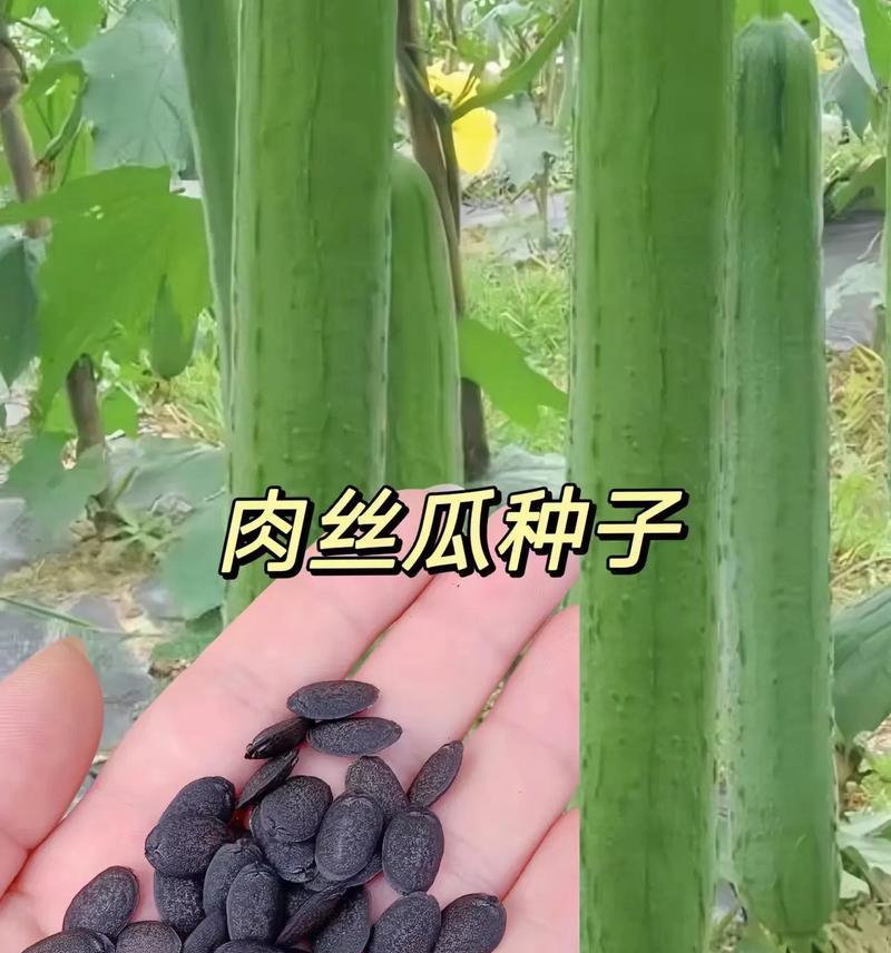 如何正确收取丝瓜种子？（留种子的方法、保存种子的技巧、选择健康的种子）