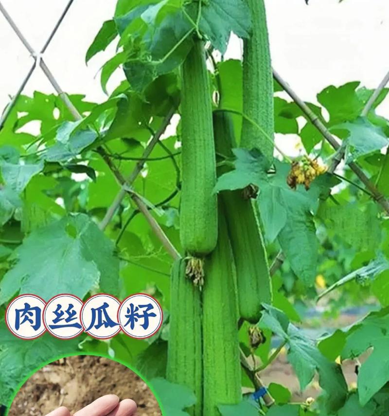 如何正确收取丝瓜种子？（留种子的方法、保存种子的技巧、选择健康的种子）