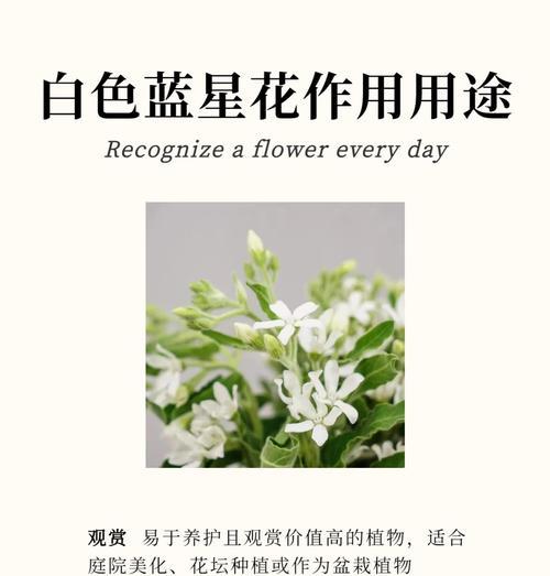 金枝玉叶换盆时间及注意事项（了解金枝玉叶的生长特点，做好换盆准备）
