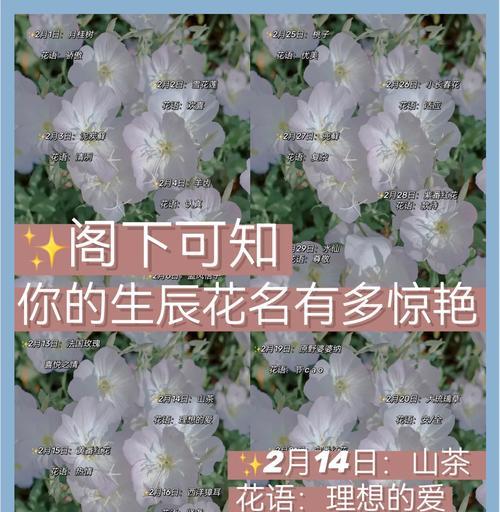 金枝玉叶换盆时间及注意事项（了解金枝玉叶的生长特点，做好换盆准备）