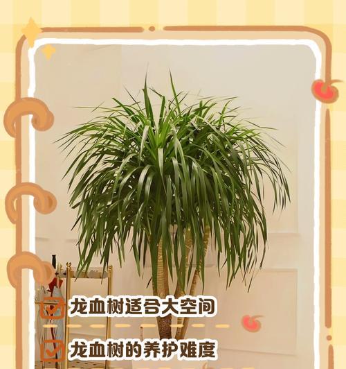 家里养龙须树，风水福气多（为什么家里养龙须树会有好风水？）