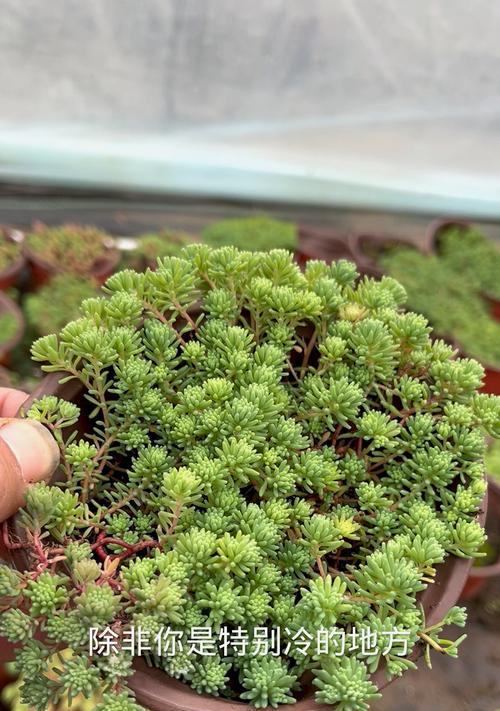 耐寒多肉植物大全（冬季的守护者，适合北方生长的多肉植物推荐）