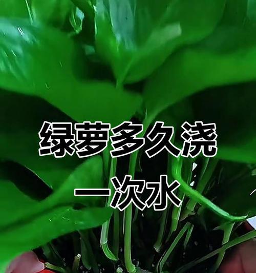 冬季绿萝的浇水技巧（如何科学合理地为绿萝浇水）