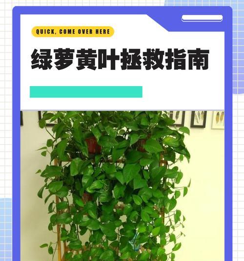 冬季绿萝的浇水技巧（如何科学合理地为绿萝浇水）