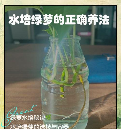 啤酒养绿萝的秘密——如何让绿萝更旺盛（这些小技巧让你成为绿萝达人！）