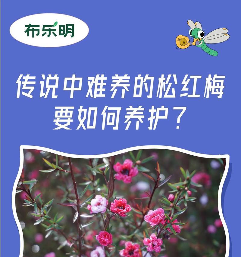 松红梅施肥指南（如何选择最适合松红梅的肥料）