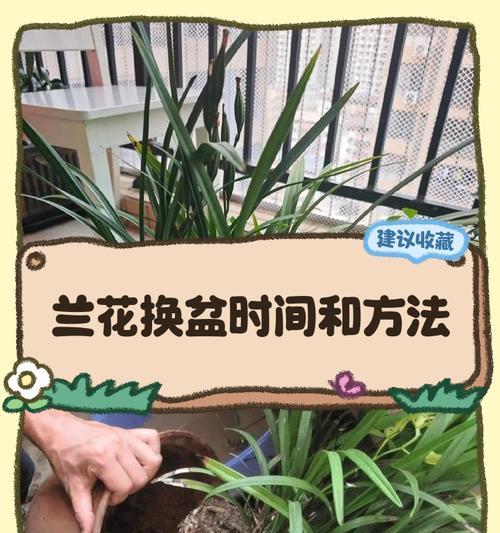 四季海棠换盆时间及注意事项（一步步教你正确更换四季海棠的盆土）