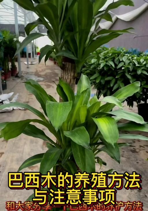 电脑宝贝养殖指南（方法、注意事项及必备知识）