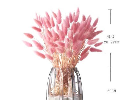 情人草放卧室是否安全？（了解情人草的毒性和适宜环境）