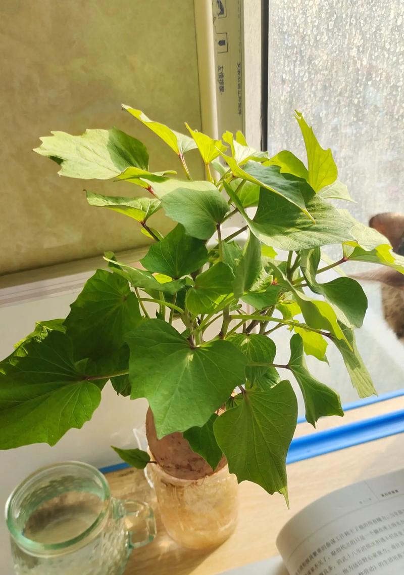 水培地瓜的养殖技巧（打造旺盛的地瓜生长环境，轻松获得丰收）
