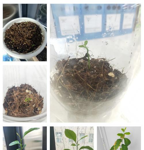 如何在冬天养护你的柠檬树（15个技巧助你成功养护柠檬树）