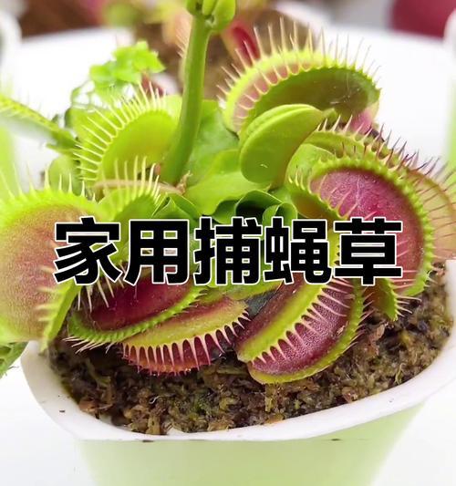 捕蝇草的繁殖技巧（掌握这些方法让你的捕蝇草生长茂盛）