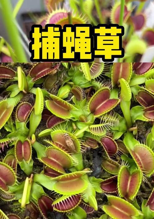 捕蝇草的繁殖技巧（掌握这些方法让你的捕蝇草生长茂盛）