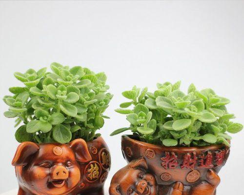 碰碰香，家居美化首选多肉植物（探究碰碰香的特点及养护方法）