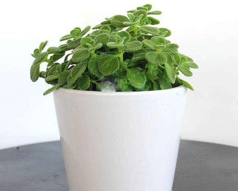 碰碰香，家居美化首选多肉植物（探究碰碰香的特点及养护方法）