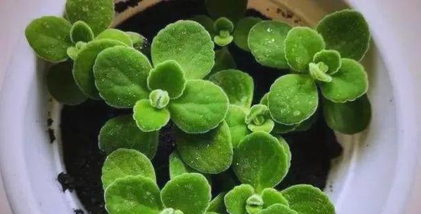 碰碰香，家居美化首选多肉植物（探究碰碰香的特点及养护方法）