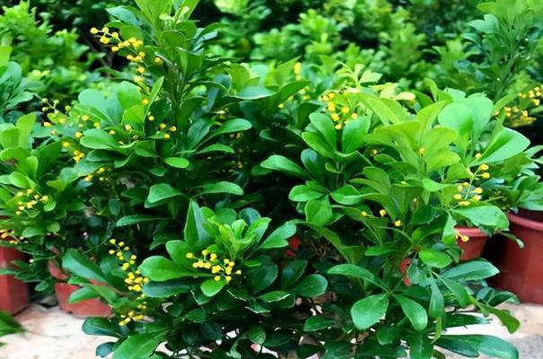 米兰花可浇啤酒？真相大揭秘！（探寻米兰花与啤酒之间的关系）