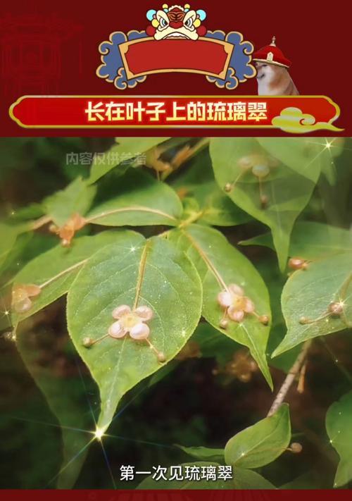 琉璃翠的花语（揭示琉璃翠花的奥秘，传递浓浓的心意）