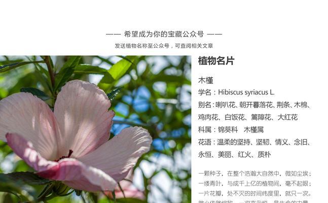 花菜的生食之谜（探讨花菜的生食风险与益处）