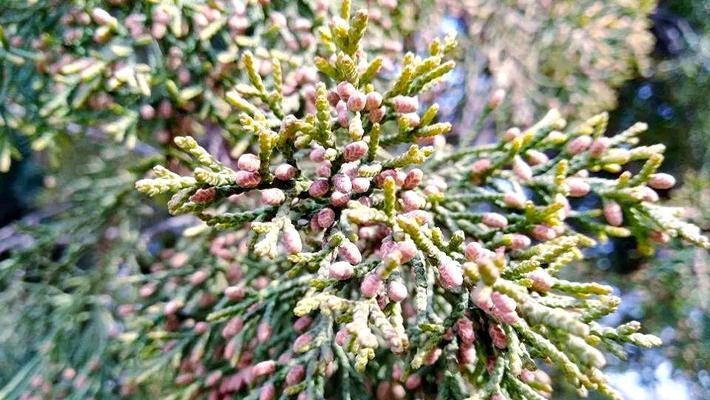 松红梅——草本还是木本？（探究松红梅的植物学性质及栽培方法）