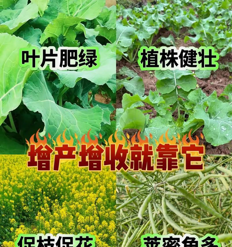 如何科学施肥，让油菜长势更旺？（以钾肥为关键，全面施用各种肥料）