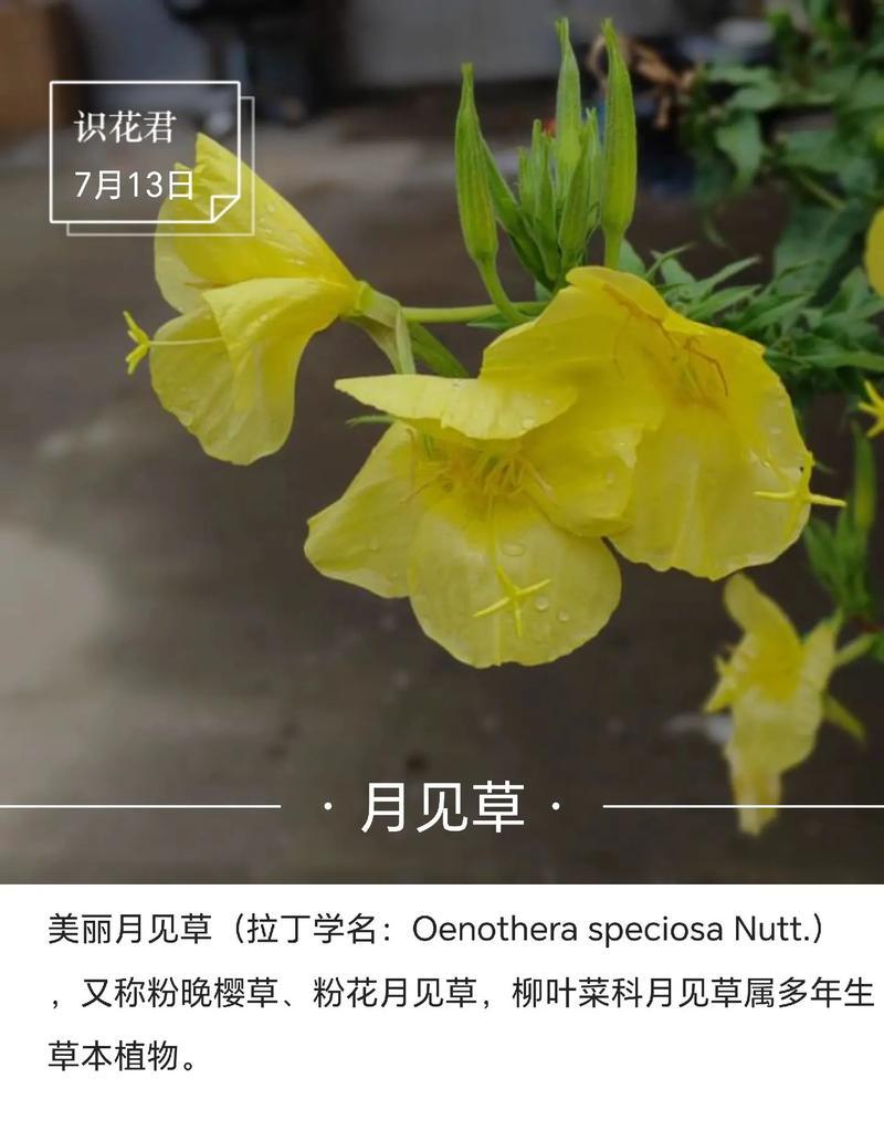茶楼植物主题设计（打造清新自然的茶楼环境）